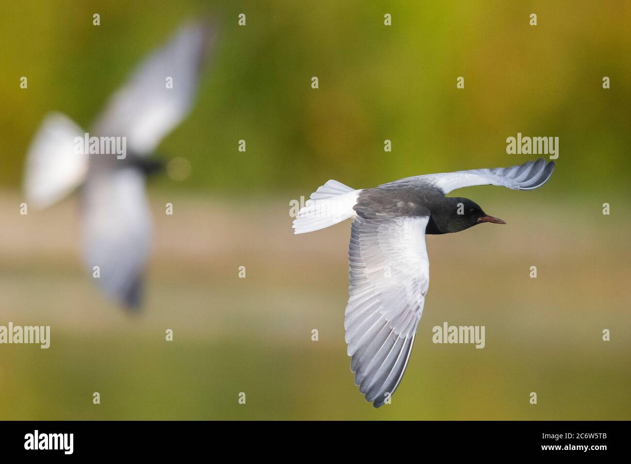 White-winged Tern (Chlidonias leucopterus), adult in flight showing upperparts, Campania, Italy Stock Photo