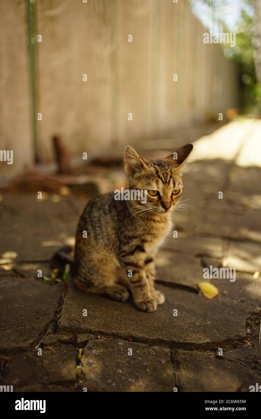 Cute tabby kitten sits in a sunny summer yard Stock Photo - Alamy