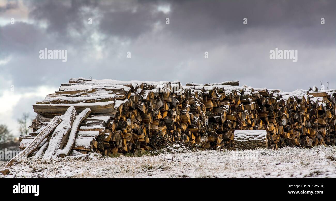 Piles of logs,trees cut down. Natural Regional Park of Livradois Forez, Puy de Dome, Auvergne, France Stock Photo