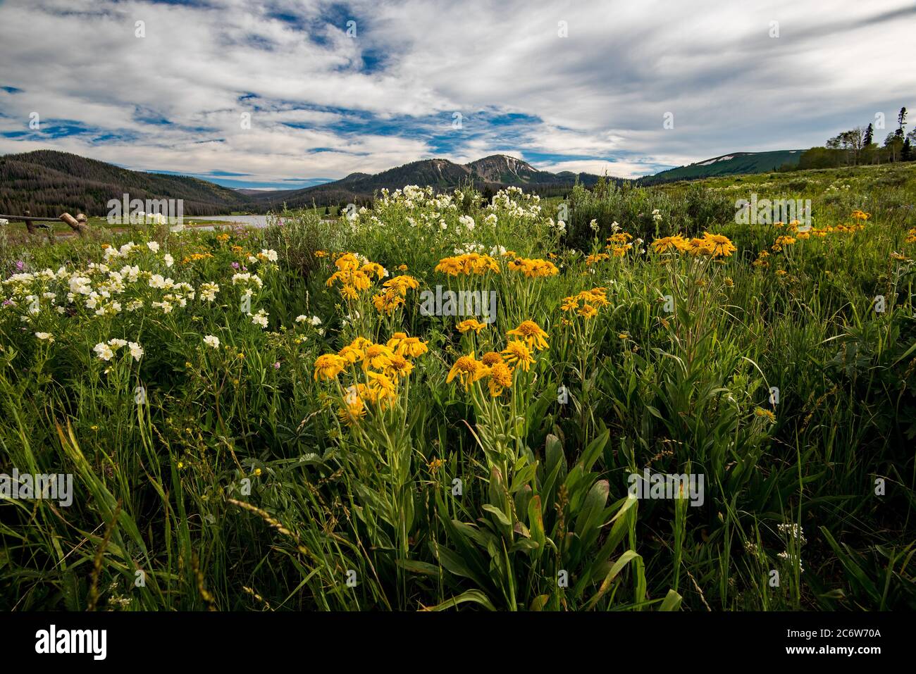 Wild flowers in the high mountains of Utah, USA. These flowers bloom in