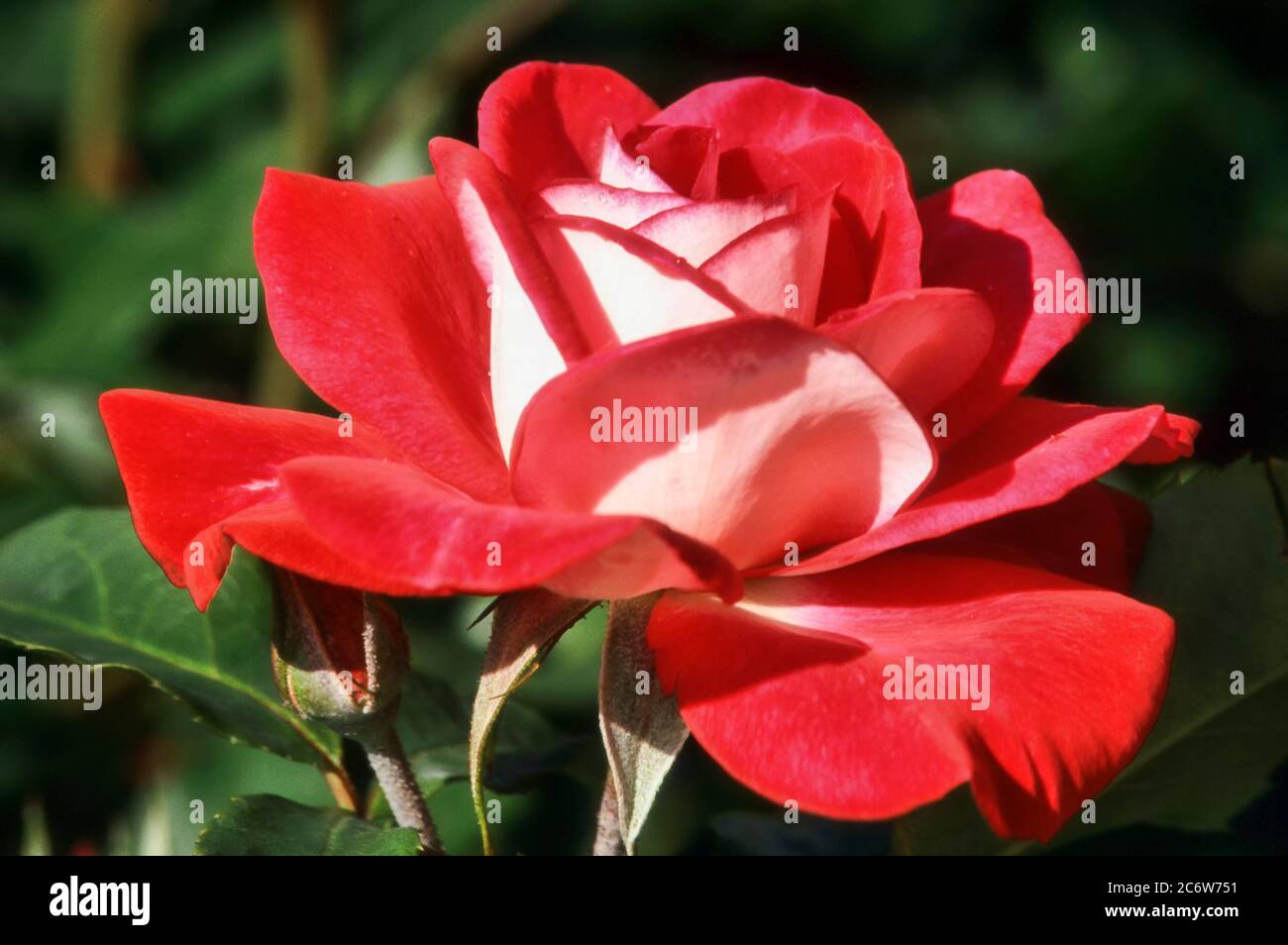 Mcgredy Roses Molly rose hi-res stock photography and images - Alamy