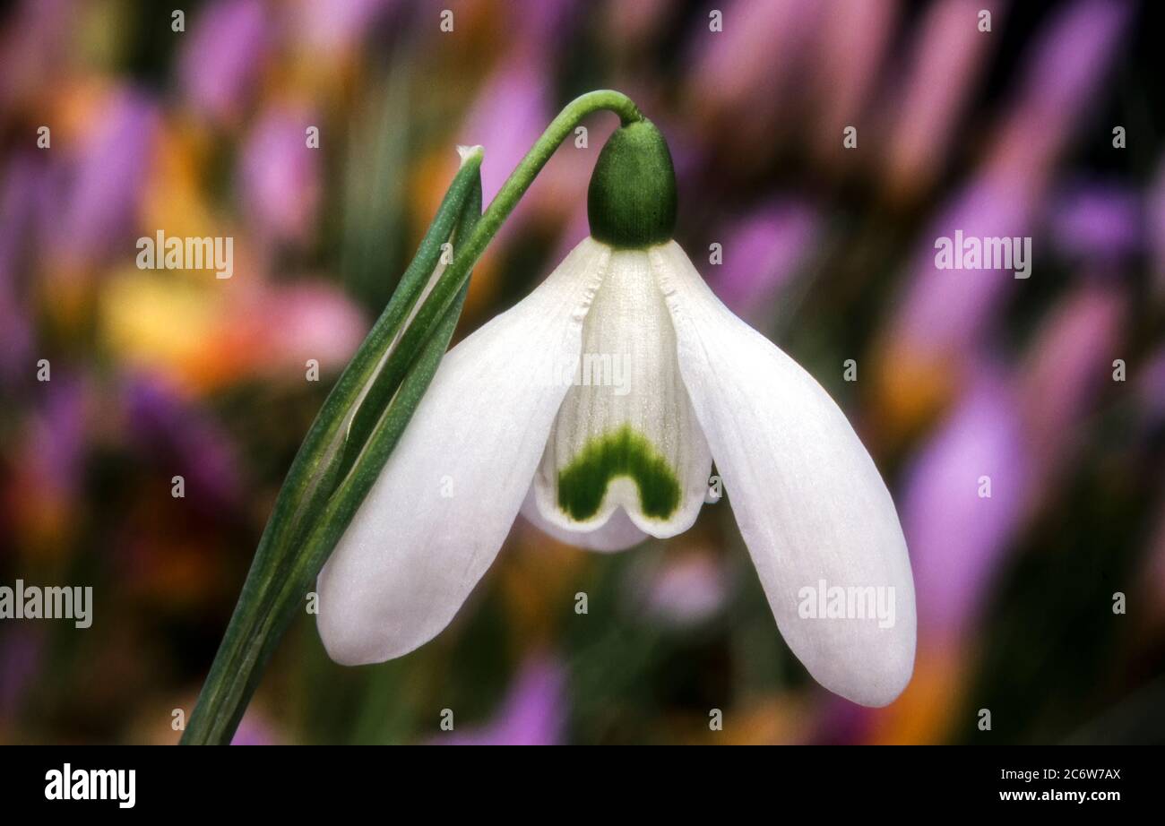Galanthus 'Brenda Troyle' a species of snowdrop often found in early spring gardens Stock Photo