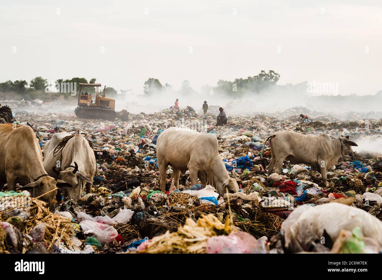 Cattle graze in smoldering garbage dump as workers sift through rubbish in the background Stock Photo