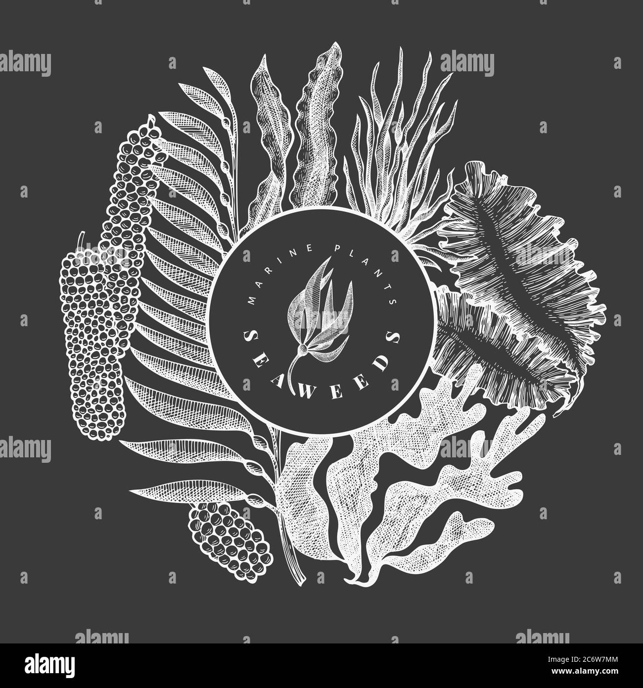 Seaweed design template. Hand drawn vector seaweeds illustration on chalk board. Engraved style sea food banner. Retro sea plants background Stock Vector
