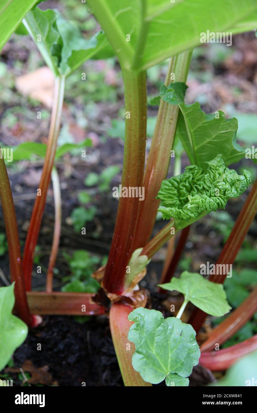 Edible Stems High Resolution Stock Photography And Images Alamy