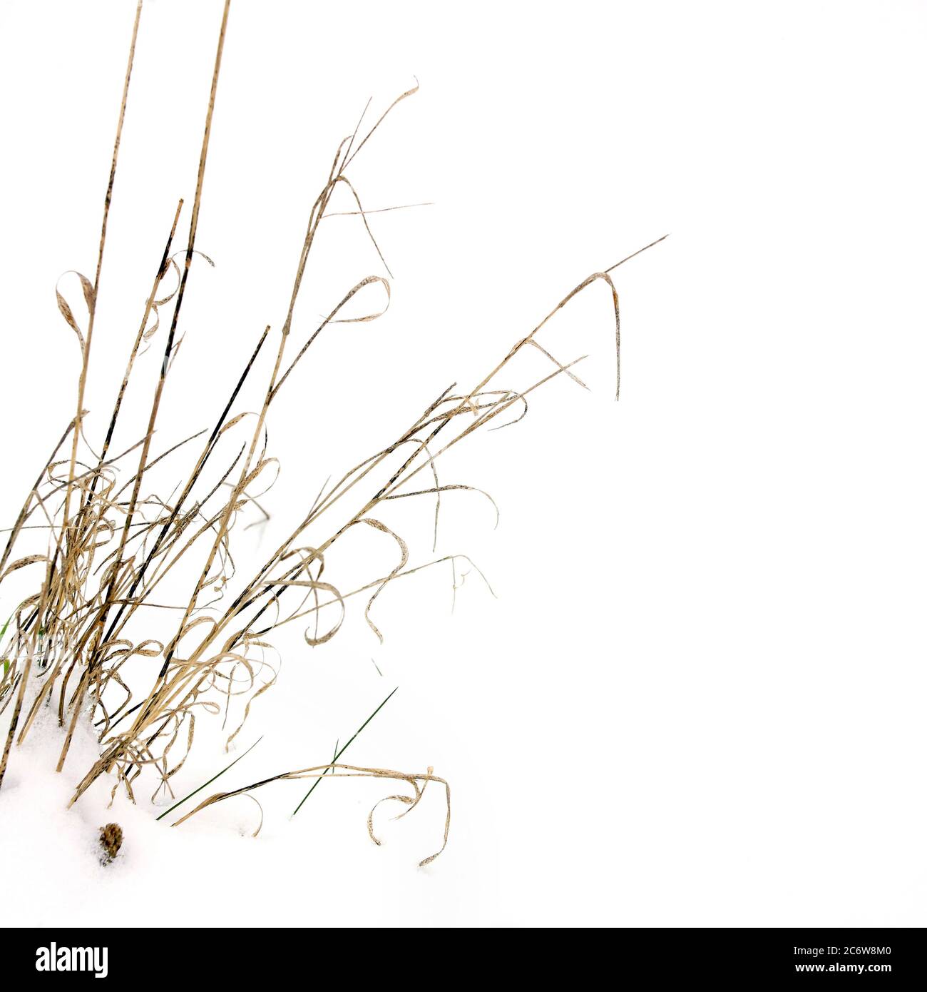 Close-up of wild grass in winter Stock Photo