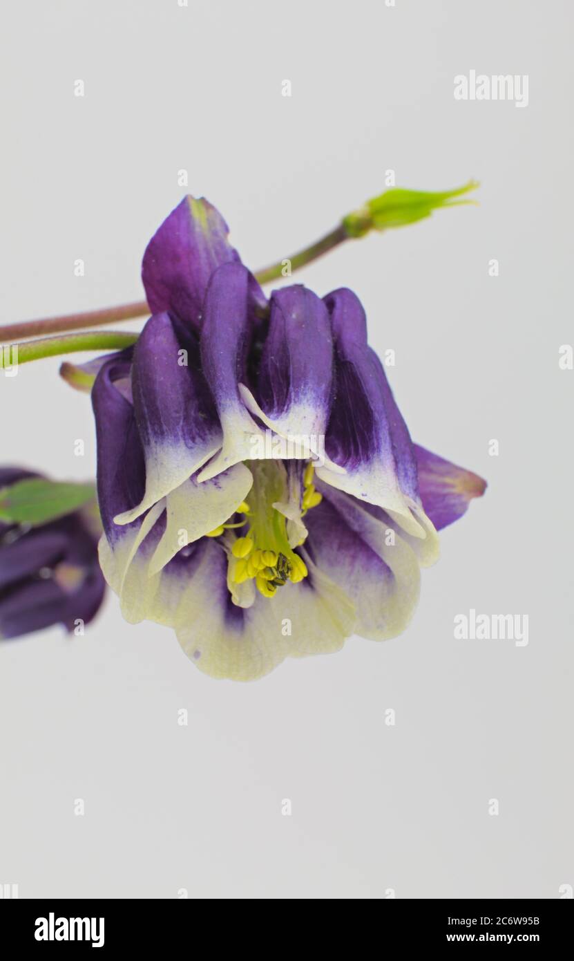 Spring flower known as European columbine, common columbine, granny's nightcap, isolated on a white background, Aquilegia vulgaris Stock Photo