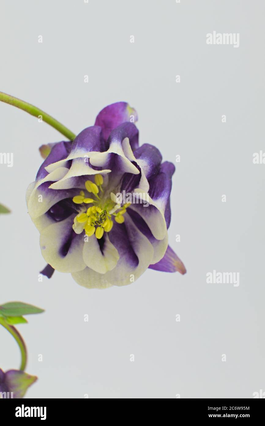 Spring flower known as European columbine, common columbine, granny's nightcap, isolated on a white background, Aquilegia vulgaris Stock Photo