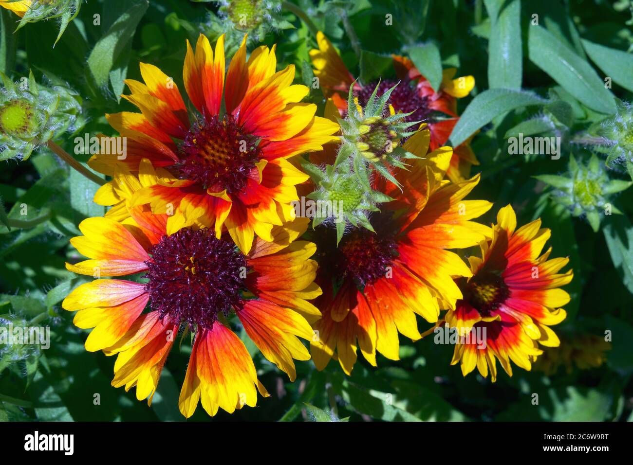 Blanket Flowers (Gaillardia Stock Photo Alamy