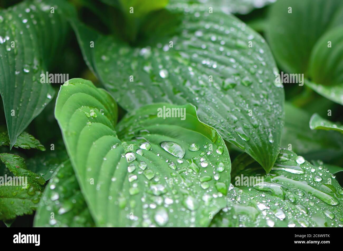 Hosta leaves with raindrops (Plaintain Lily) Stock Photo