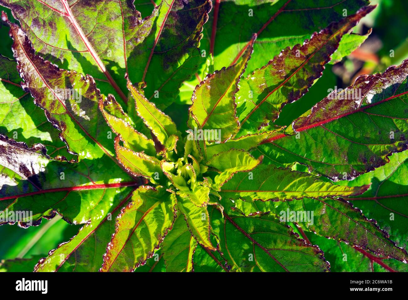 Tropical Hibiscus new leaf growth Stock Photo Alamy