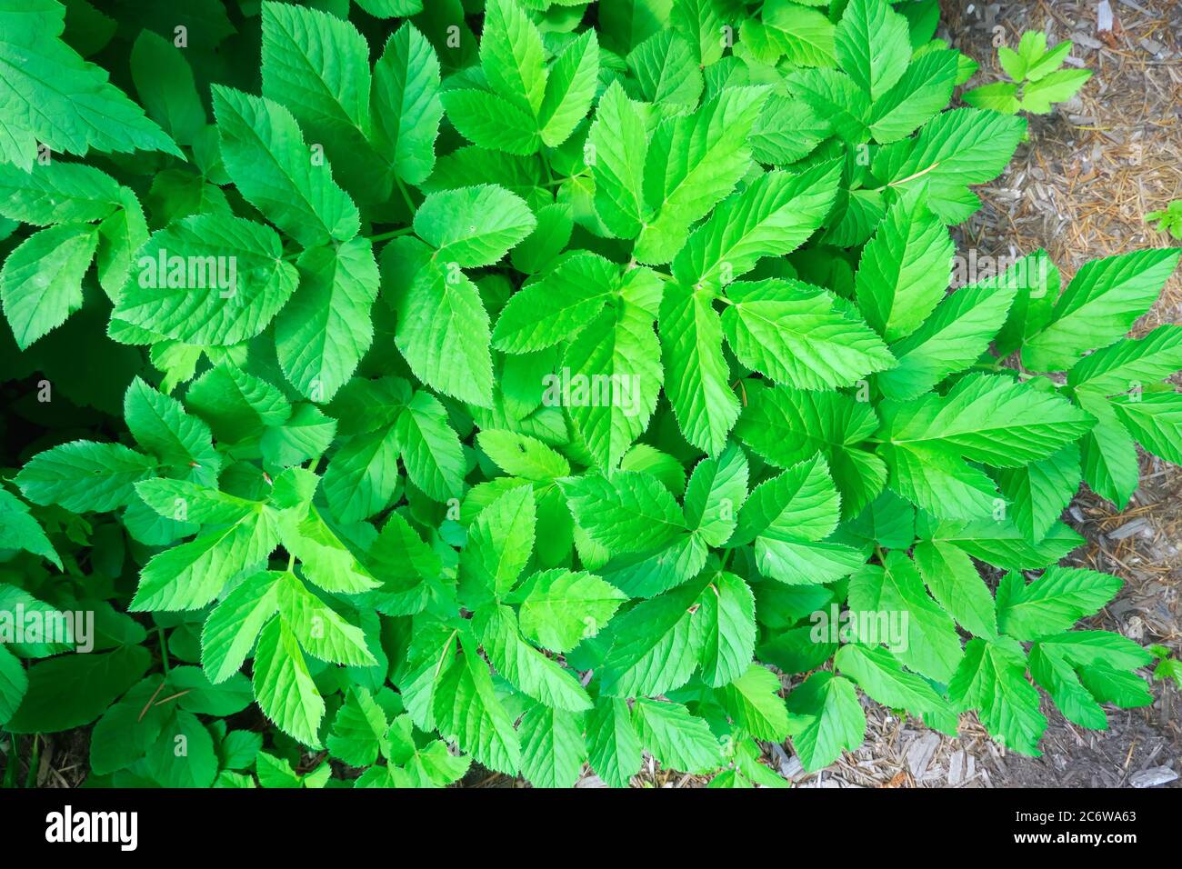 A cluster of Goutweed leaves (Aegopodium podagraria) Stock Photo