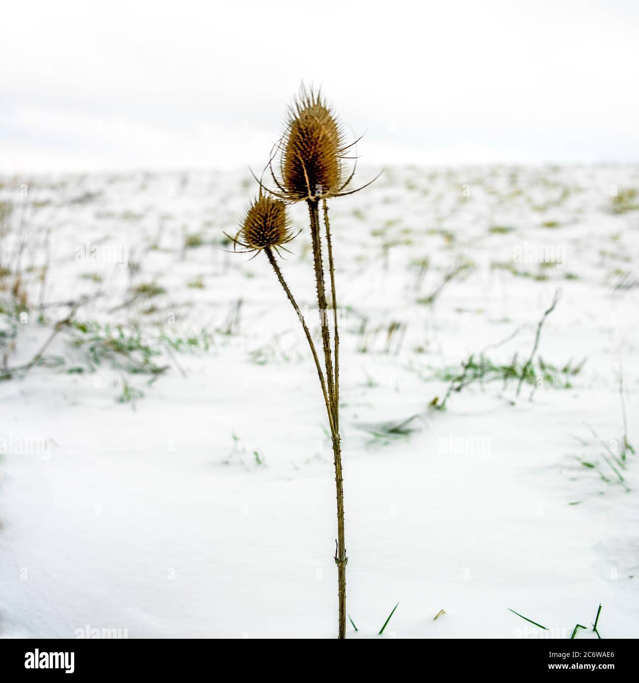 Thistles in winter.France Stock Photo