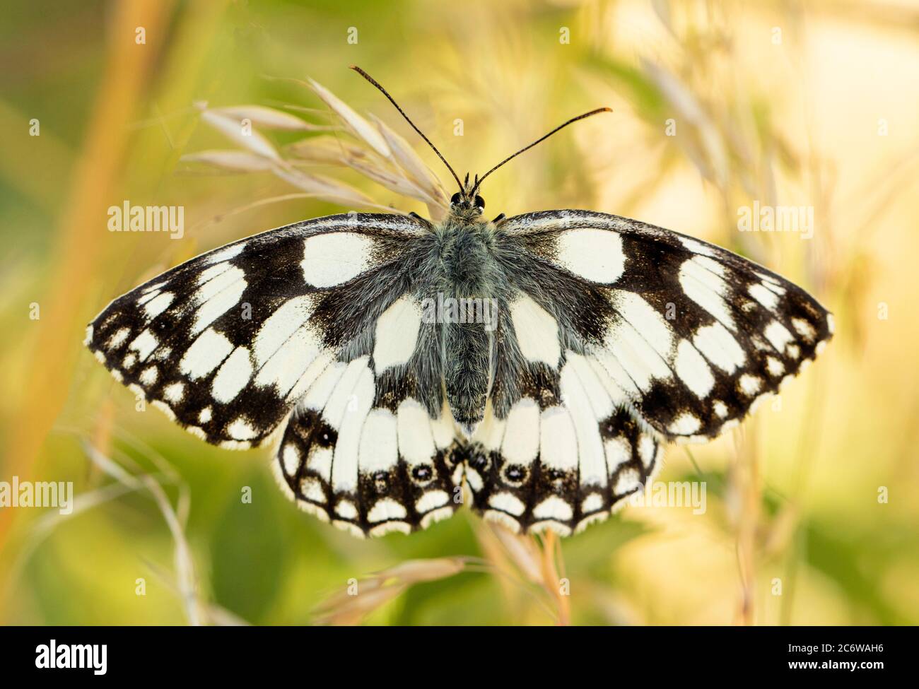Marbled White butterfly, Melanargia galathea, attractive black and white butterfly, perched on a leaf, Bedfordshire, UK, summer 2020 Stock Photo
