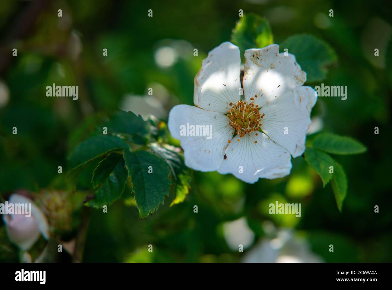 Dog Rose in flower Stock Photo