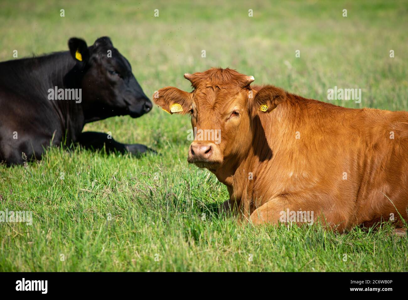 Cow lying down hi-res stock photography and images - Alamy