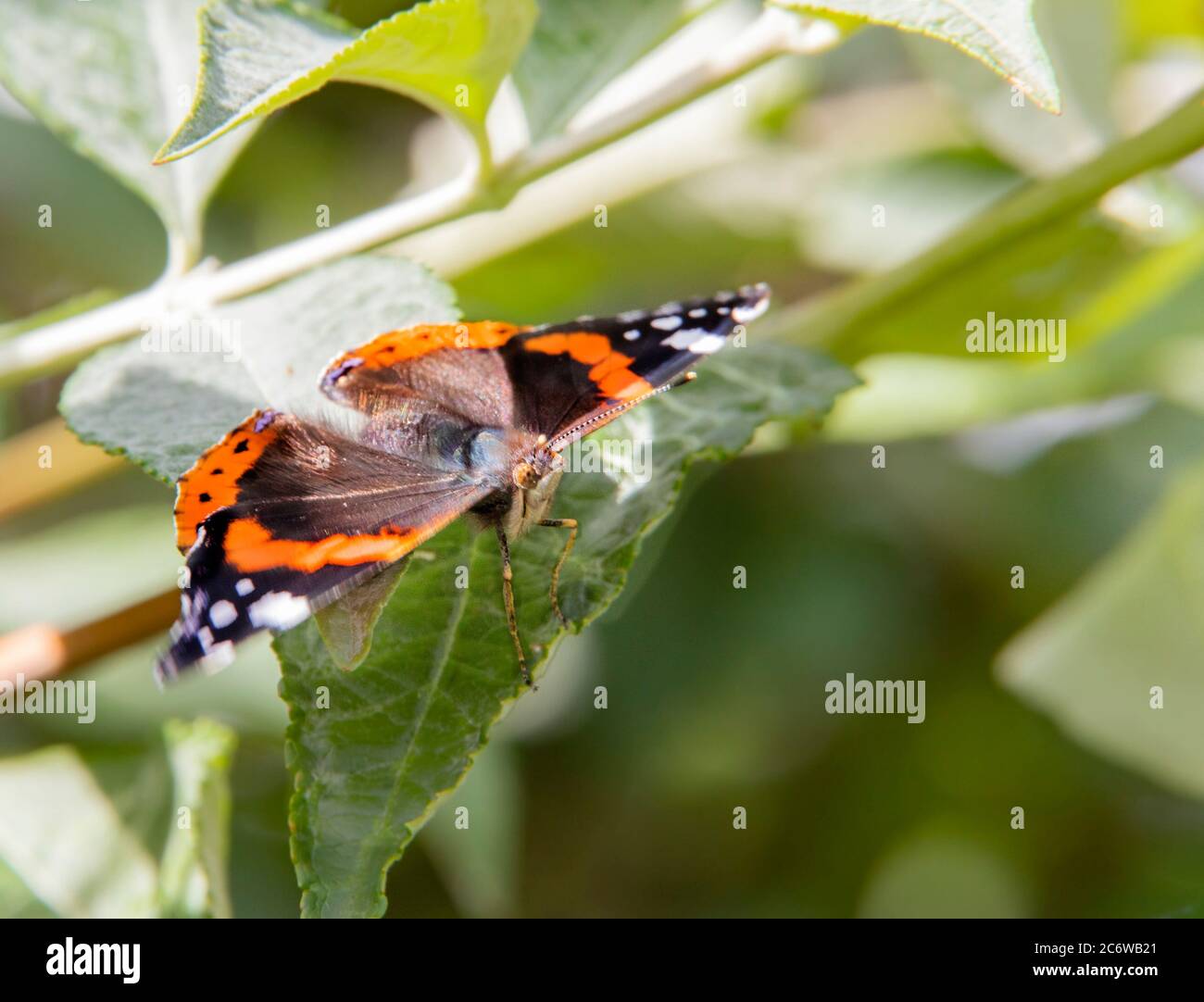 Red Admiral Butterfly,  vanessa atlanta perched in a British garden Stock Photo