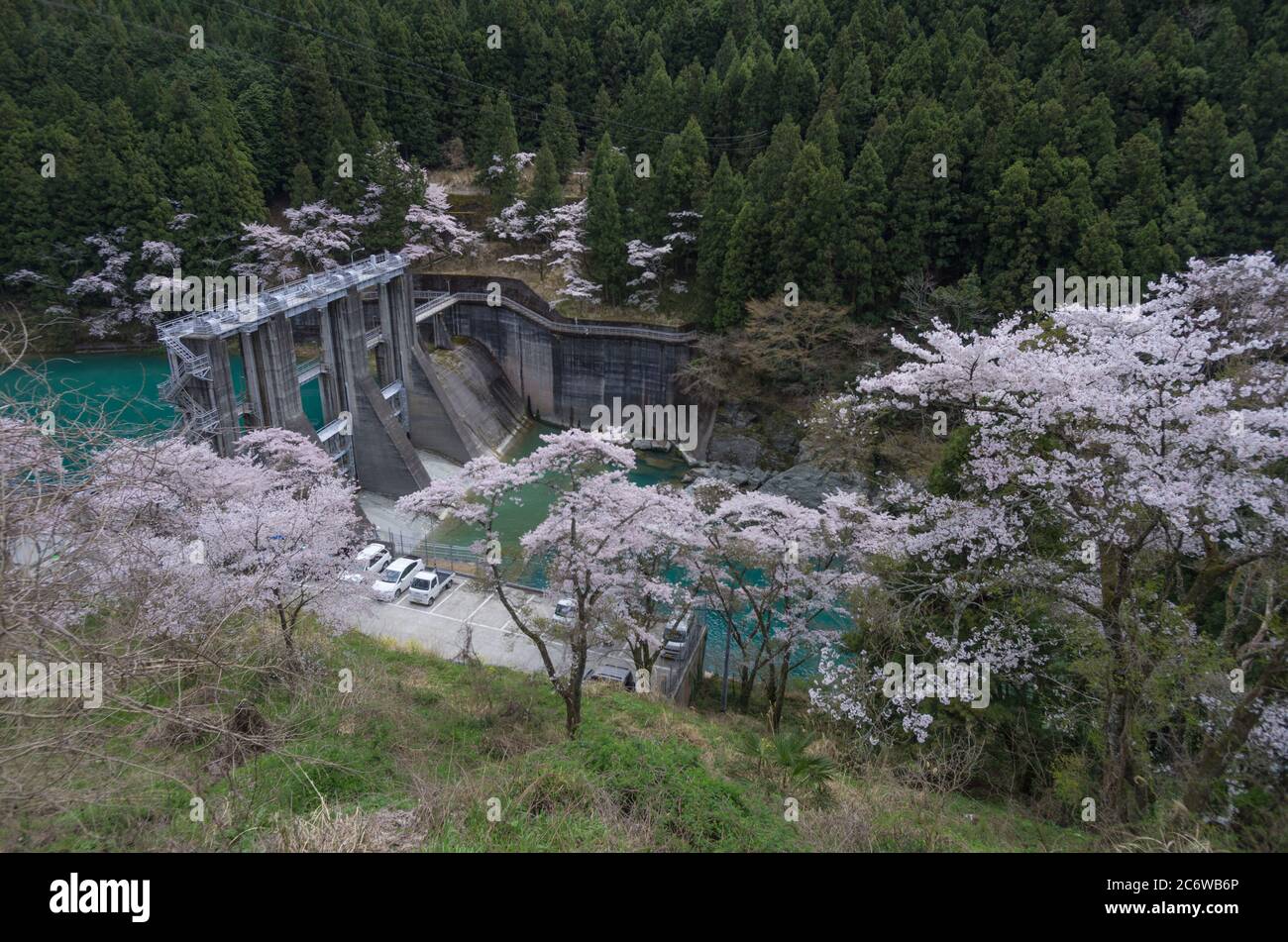 Minawa Dam on the Iya River is a gravity Dam constructed in 1959, here seen during spring surrounded by cherry blossoms, Tokushima, Shikoku, Japan Stock Photo