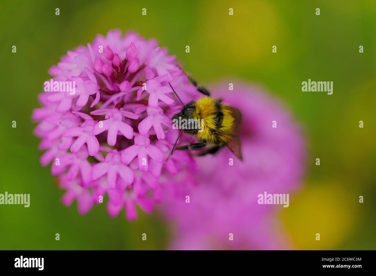 Bee eating on a wild orchidea flower in Alava, Spain Stock Photo