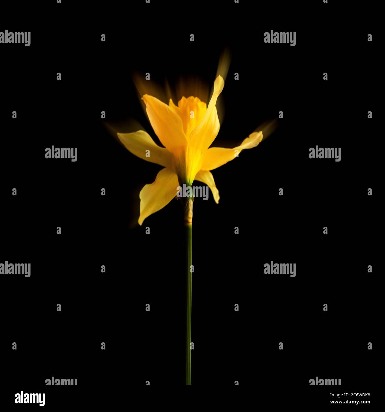 Close-up of daffodil on a black background Stock Photo