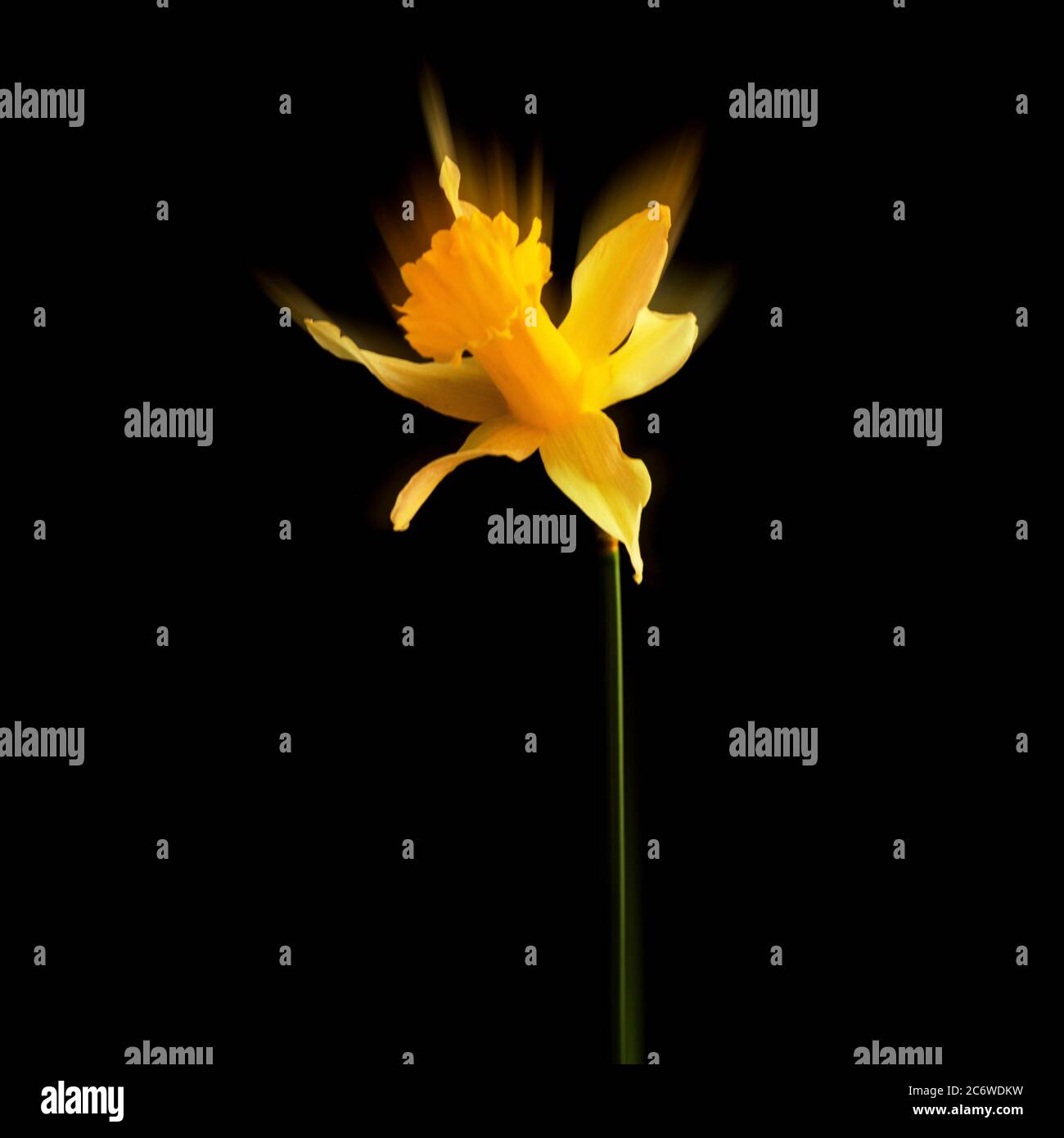 Close-up of daffodil on a black background Stock Photo