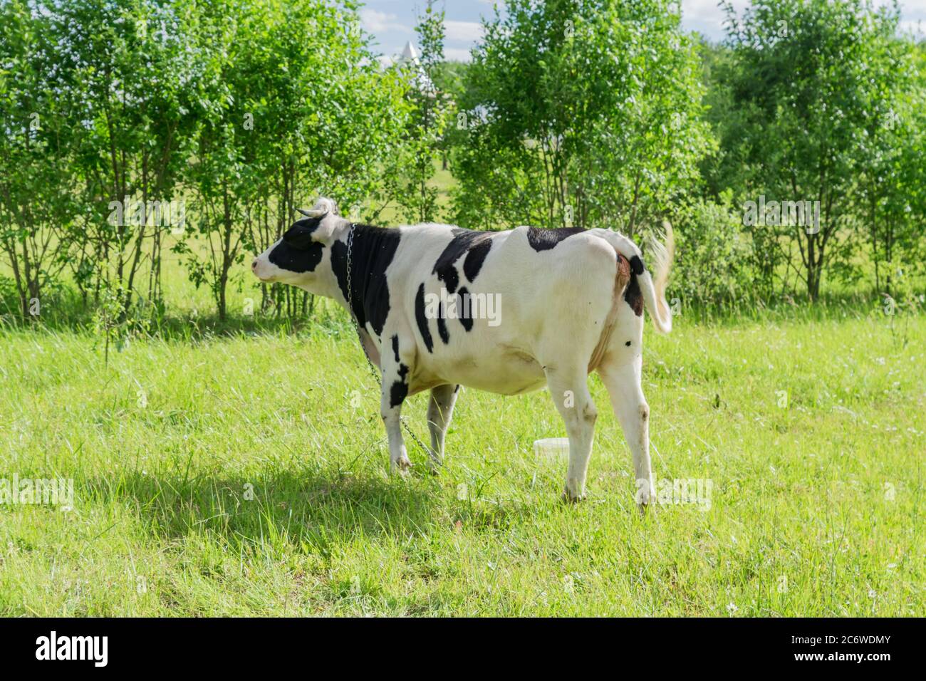 black and white cow on a field on young trees background Stock Photo ...