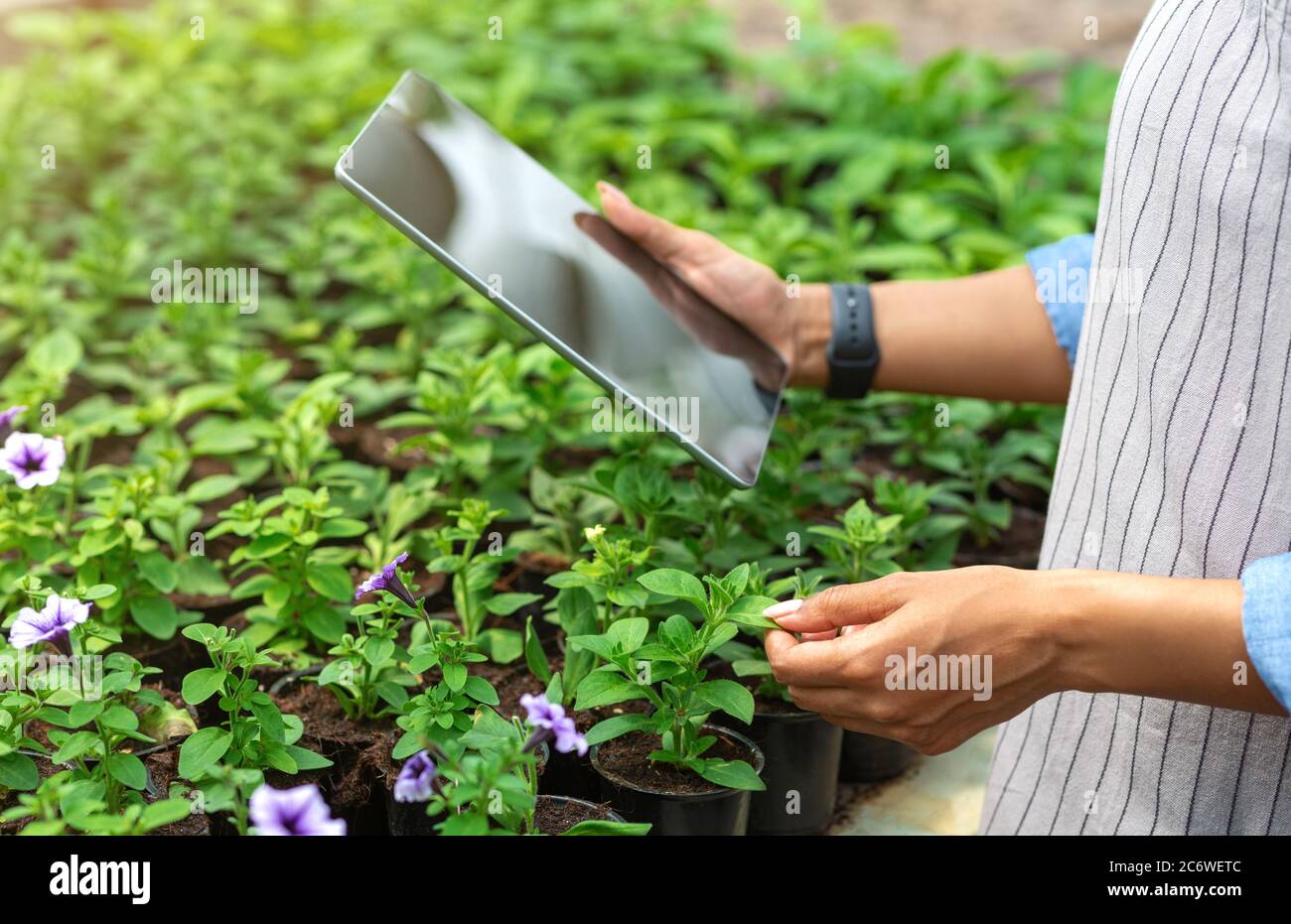 Farm management with tablet. Girl with smart watch and device, checks quality of plants Stock Photo