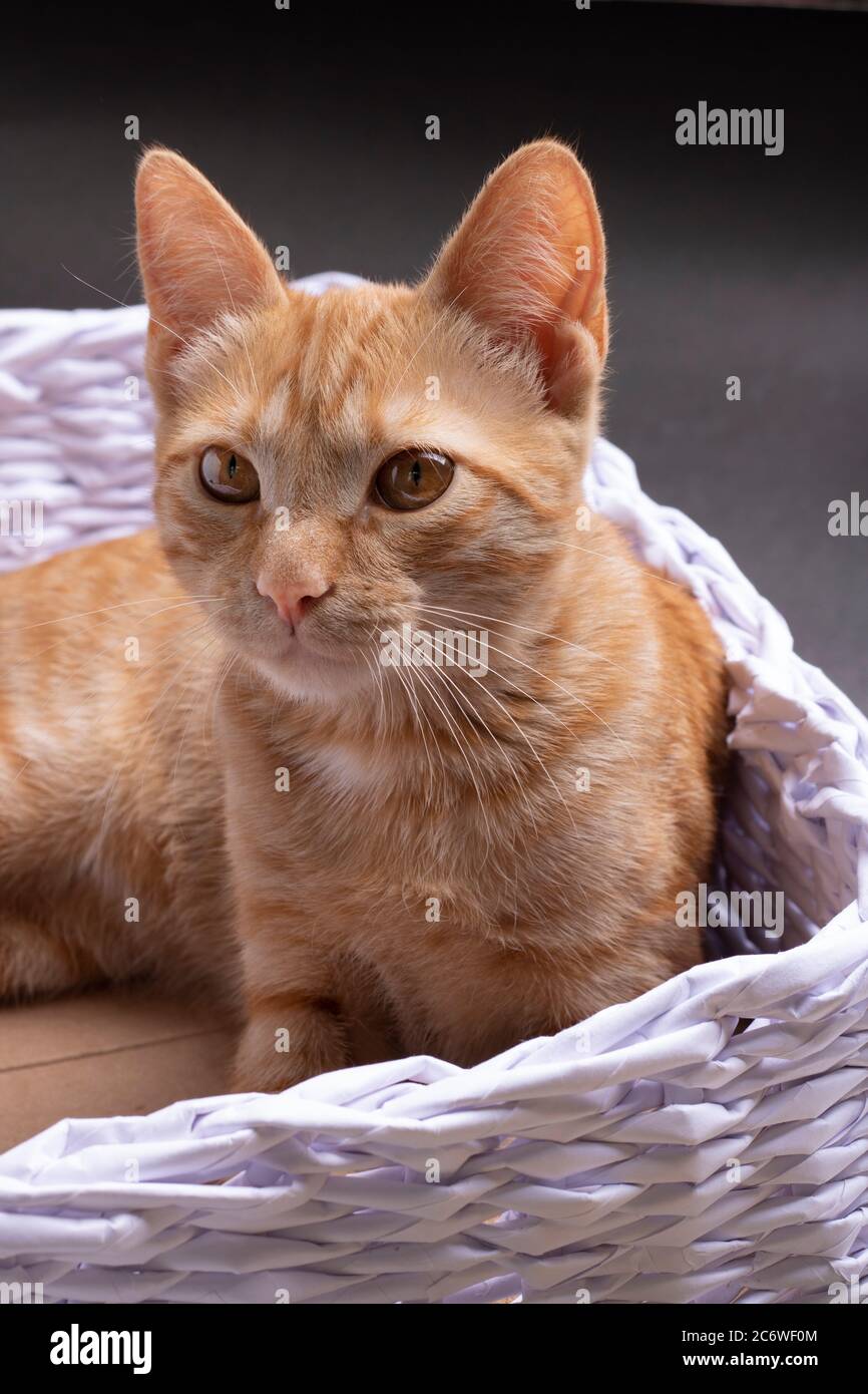 A ginger cat sitting in cozy basket, vertical Stock Photo
