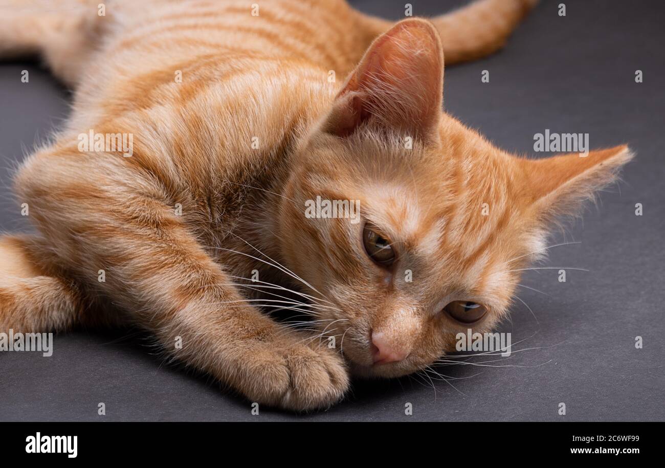 kitten sleeps on the grey paper, horizontal Stock Photo
