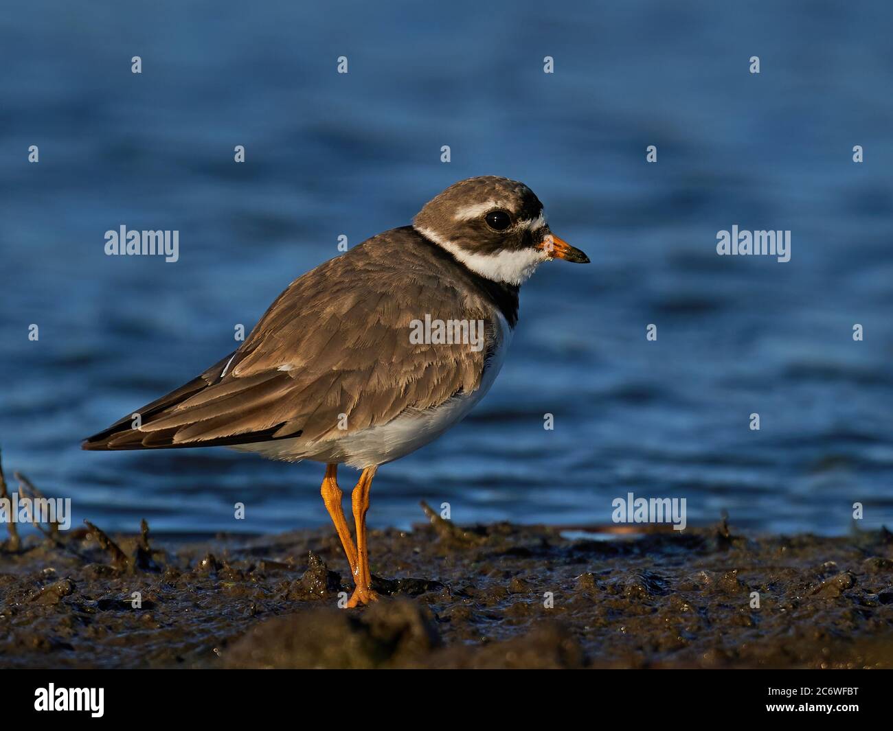 Common ringed plover in its natural enviroment Stock Photo - Alamy