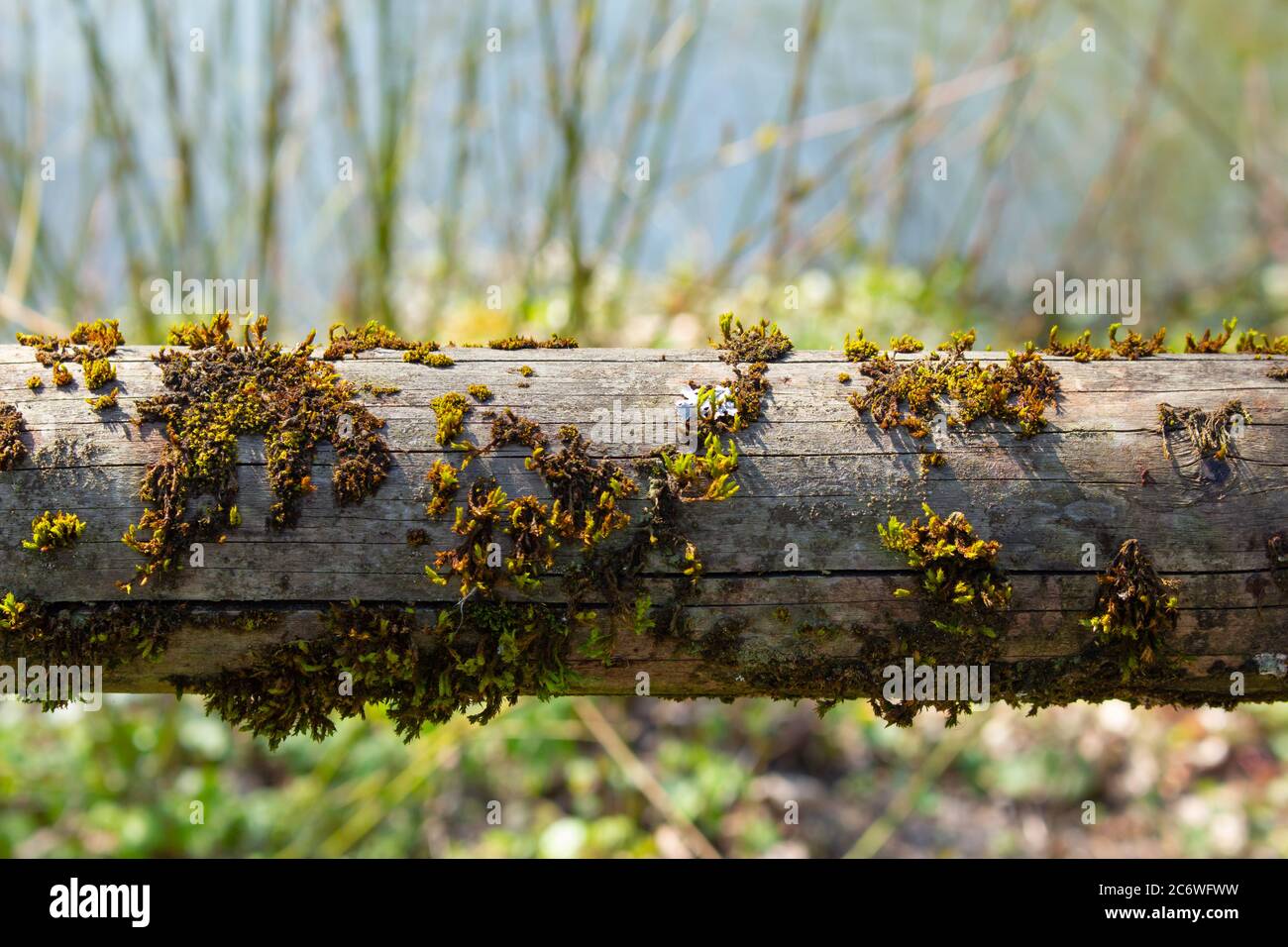 Close up of old wooden railing covered with green moss and white and ...