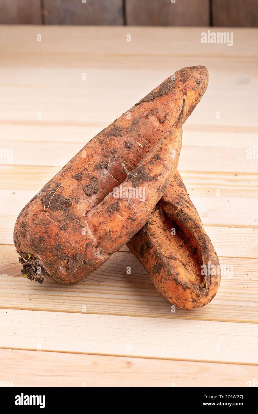 Two Monster carrots on wooden table, vertical Stock Photo