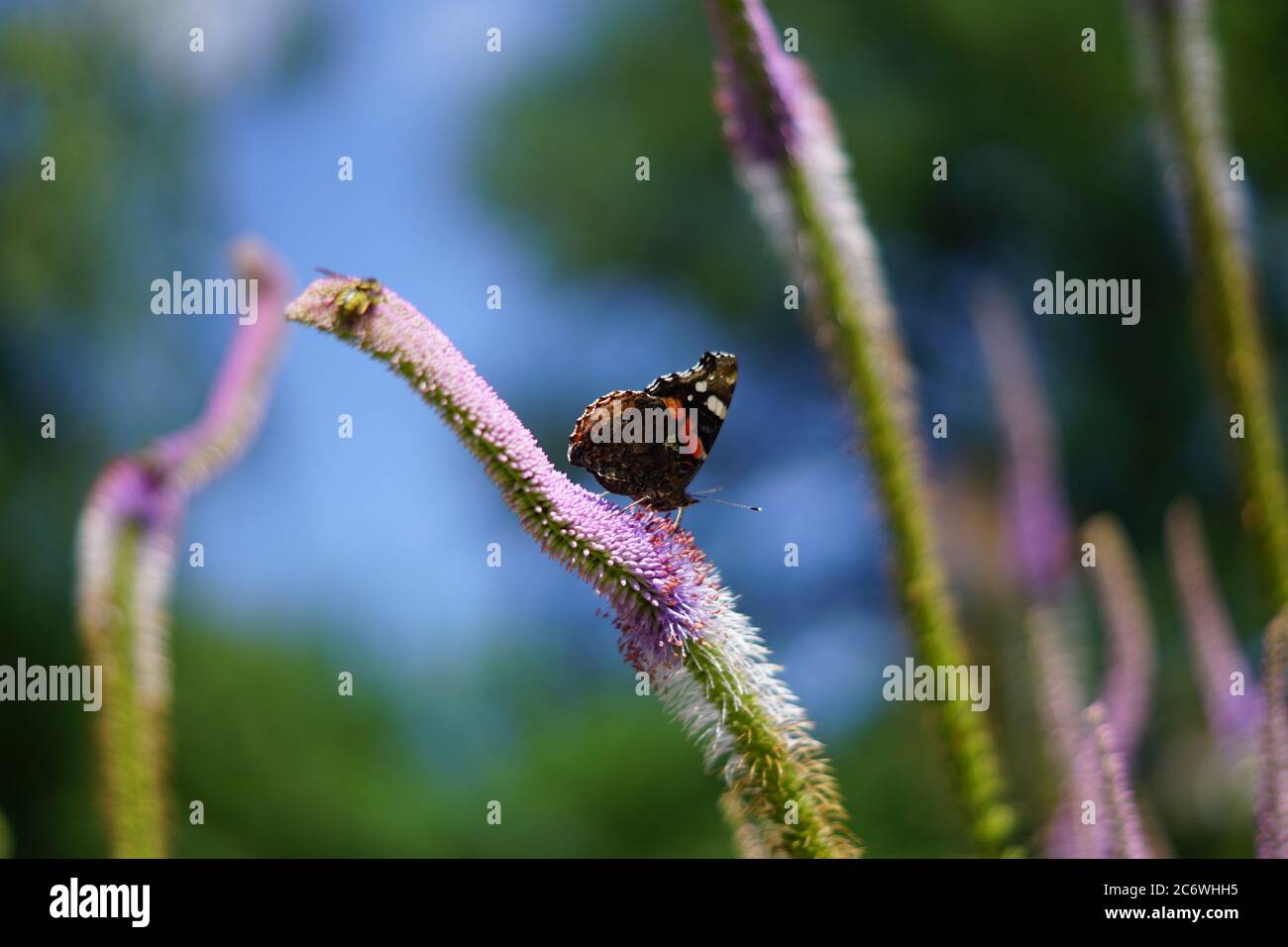 Veronicastrum virginicum, butterfly sitting on purple flower in the garden Stock Photo