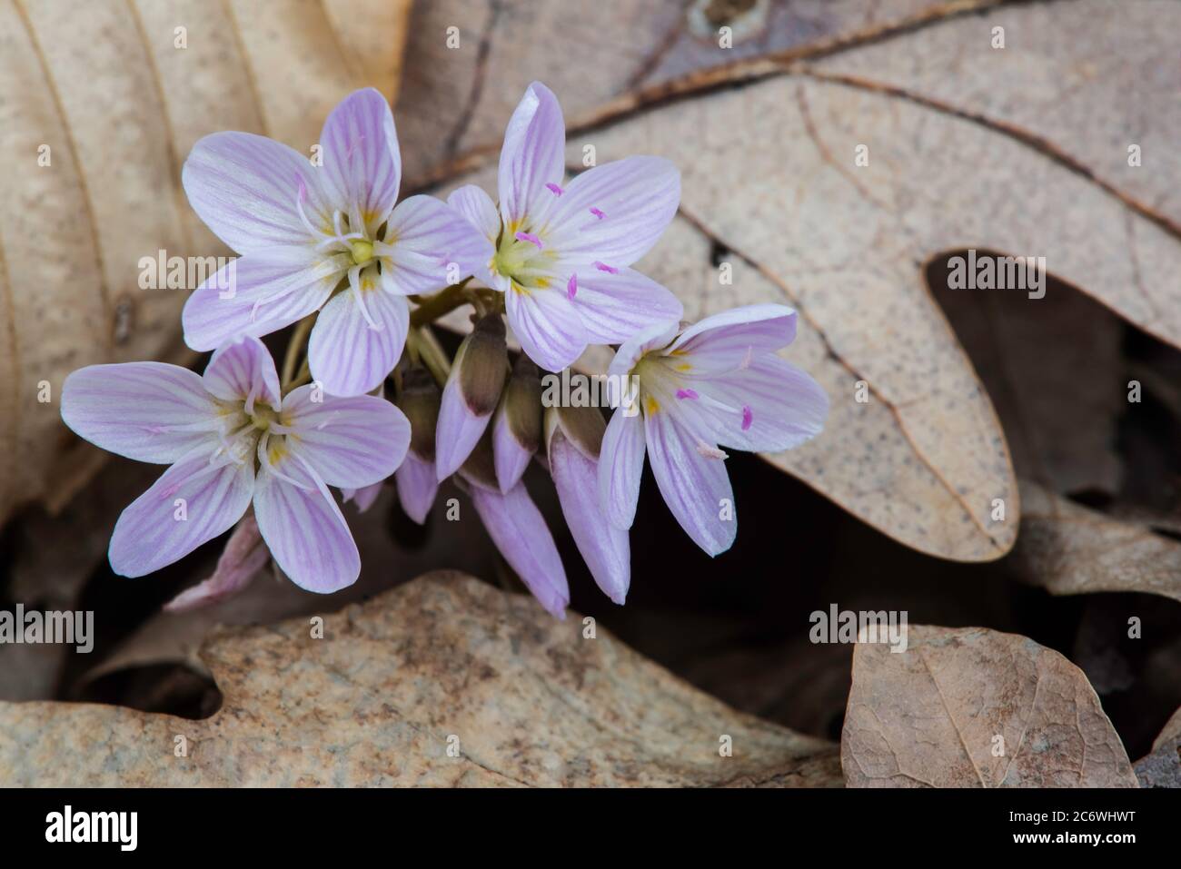 Spring Beauty in bloom (Claytonia virginica), E USA, by Bruce Montagne/Dembinsky Photo Assoc Stock Photo