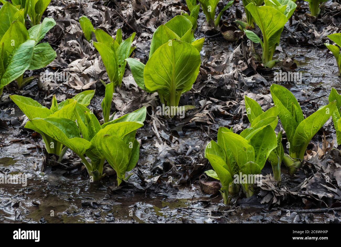 Eastern Skunk Cabbage (Symplocarpus foetidus); Spring; E USA; by Bruce