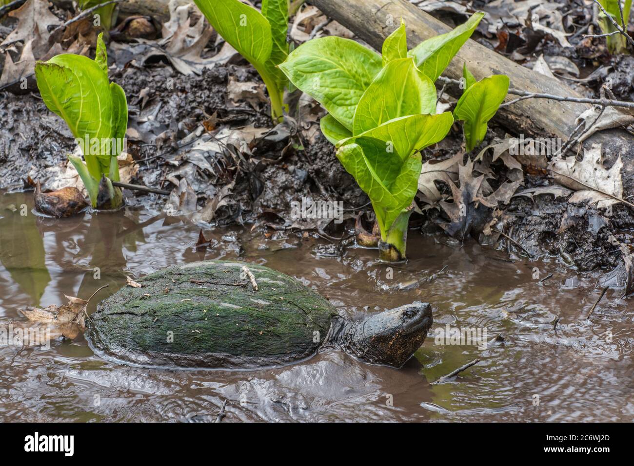 Common Snapping turtle (Chelydra serpentina) & E. Skunk Cabbage (Symplocarpus foetidus); Spring; E USA; by Bruce Montagne/Dembinsky Photo Assoc Stock Photo