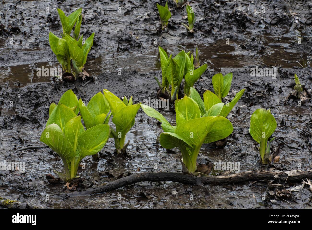 Eastern Skunk Cabbage (Symplocarpus foetidus); Spring; E USA; by Bruce