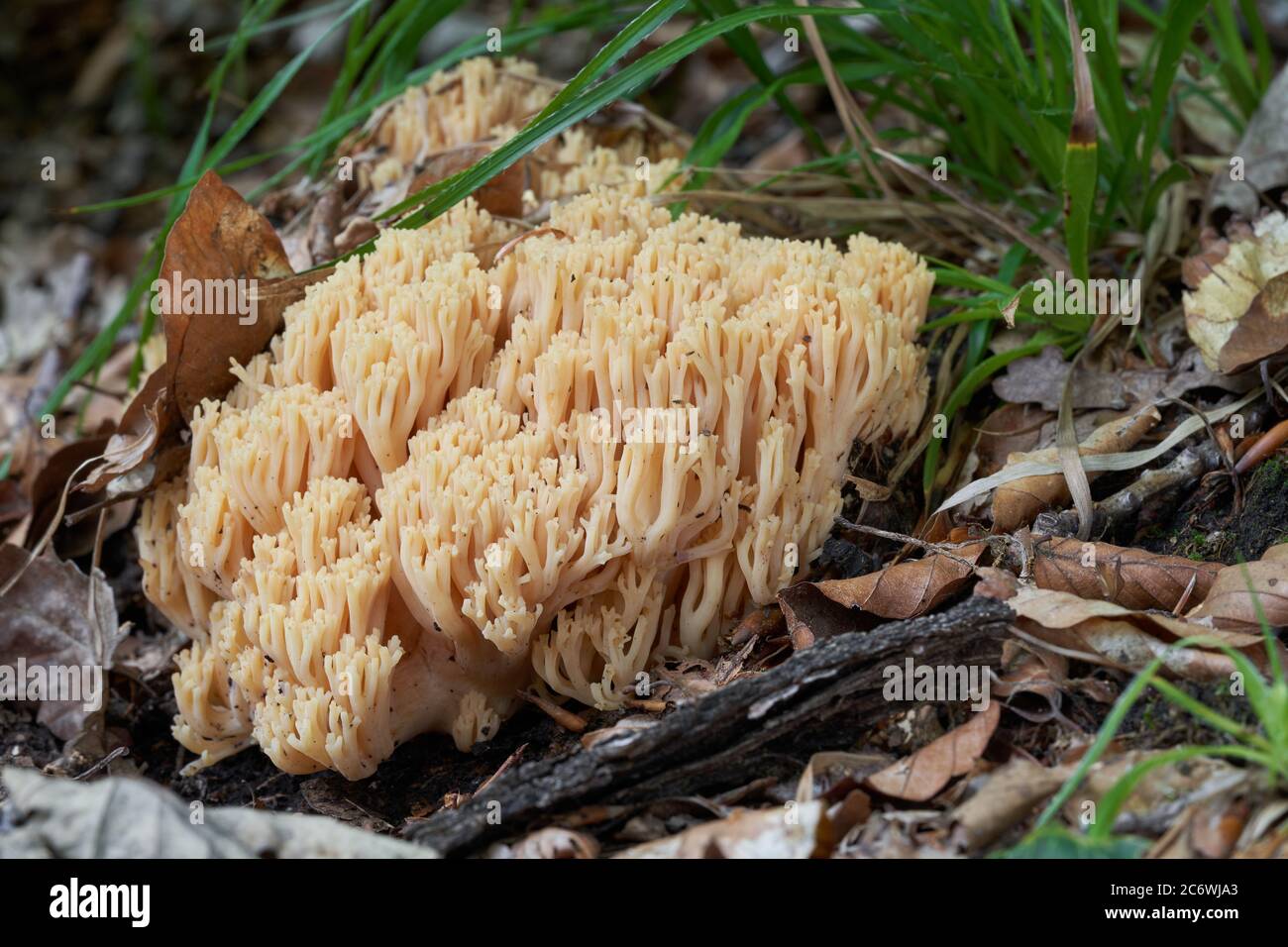 Inedible mushroom Ramaria fagetorum in the beech forest. Wild coral yellowish pink fungus growing in the leaves. Stock Photo