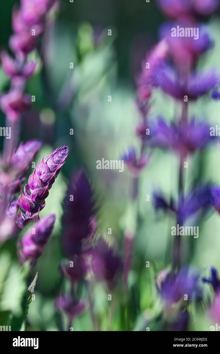 Salvia flowers, purple and violet woodland sage blooming in the summer garden, blurred floral background with selective focus and light and shadows co Stock Photo
