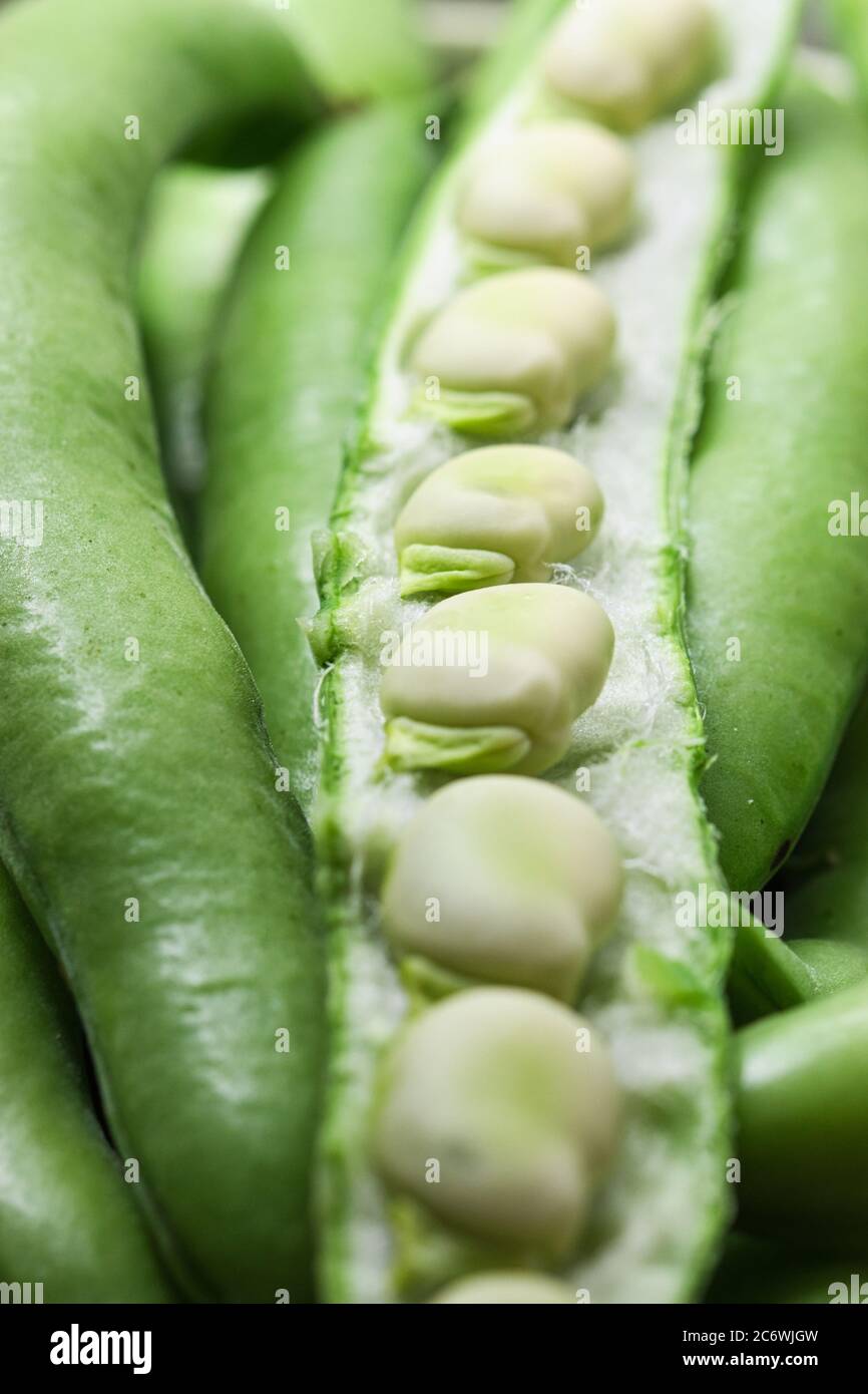 Vicia faba seed hires stock photography and images Alamy