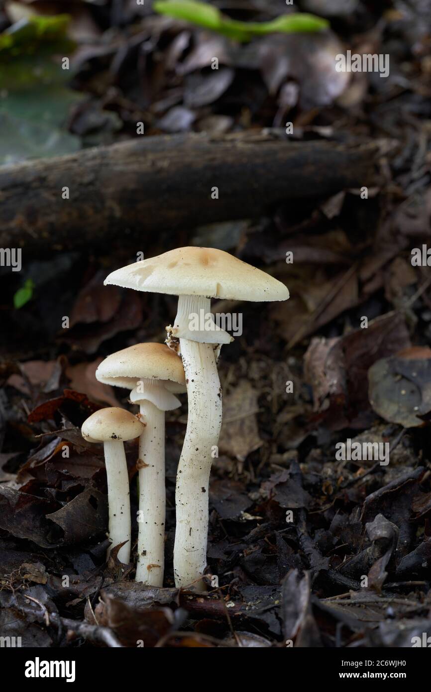Edible mushroom Agrocybe praecox in the beech forest. Known as Spring Fieldcap. Group of