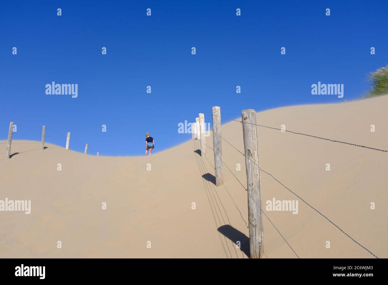 Sandy Dutch dunes with a radiant blue sky, a fence and marram grass on a sunny day near Bloemendaal Stock Photo