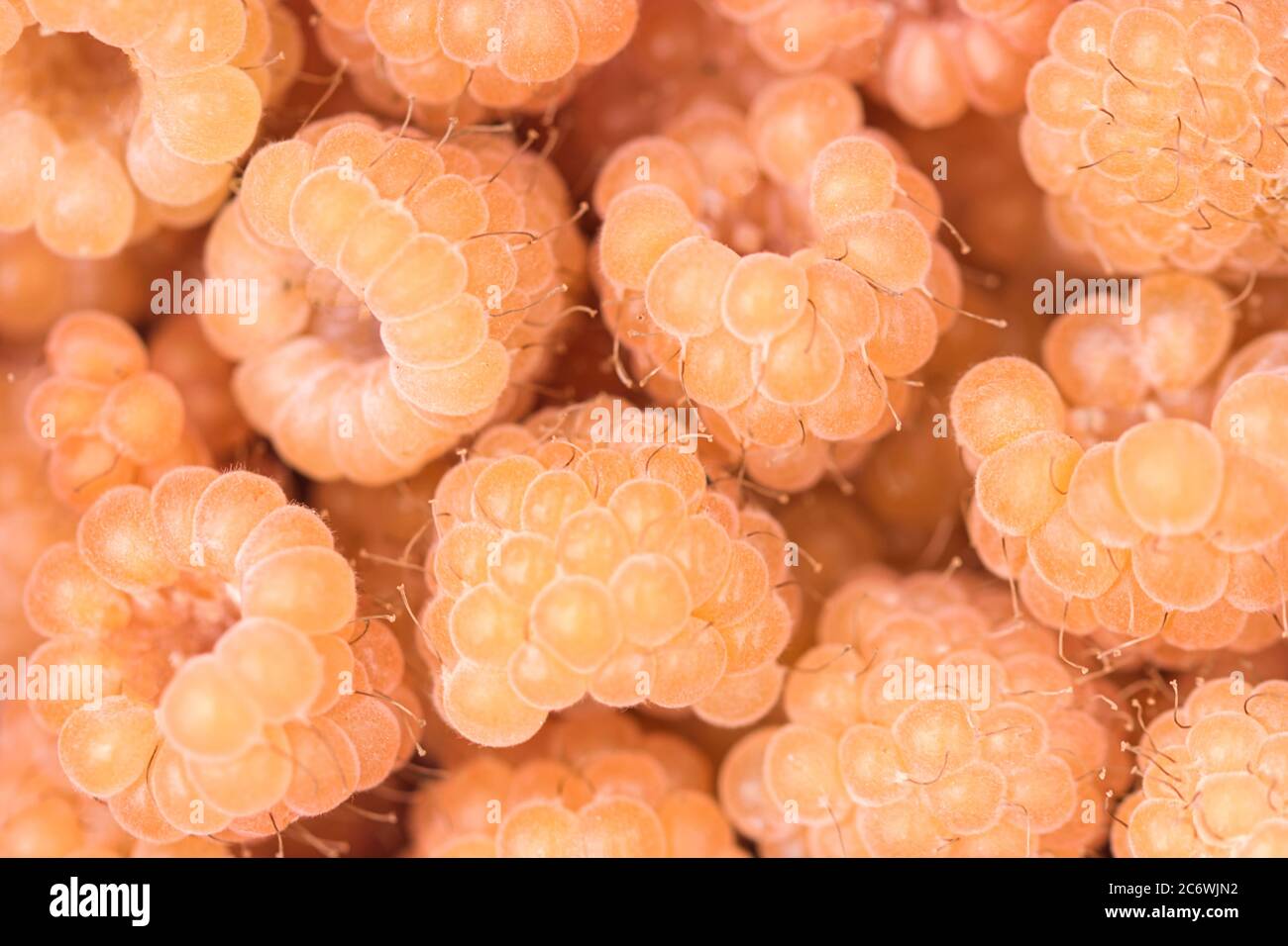 Yellow ripe fresh raspberries golden queen macro texture fruit background with selective focus, full frame Stock Photo