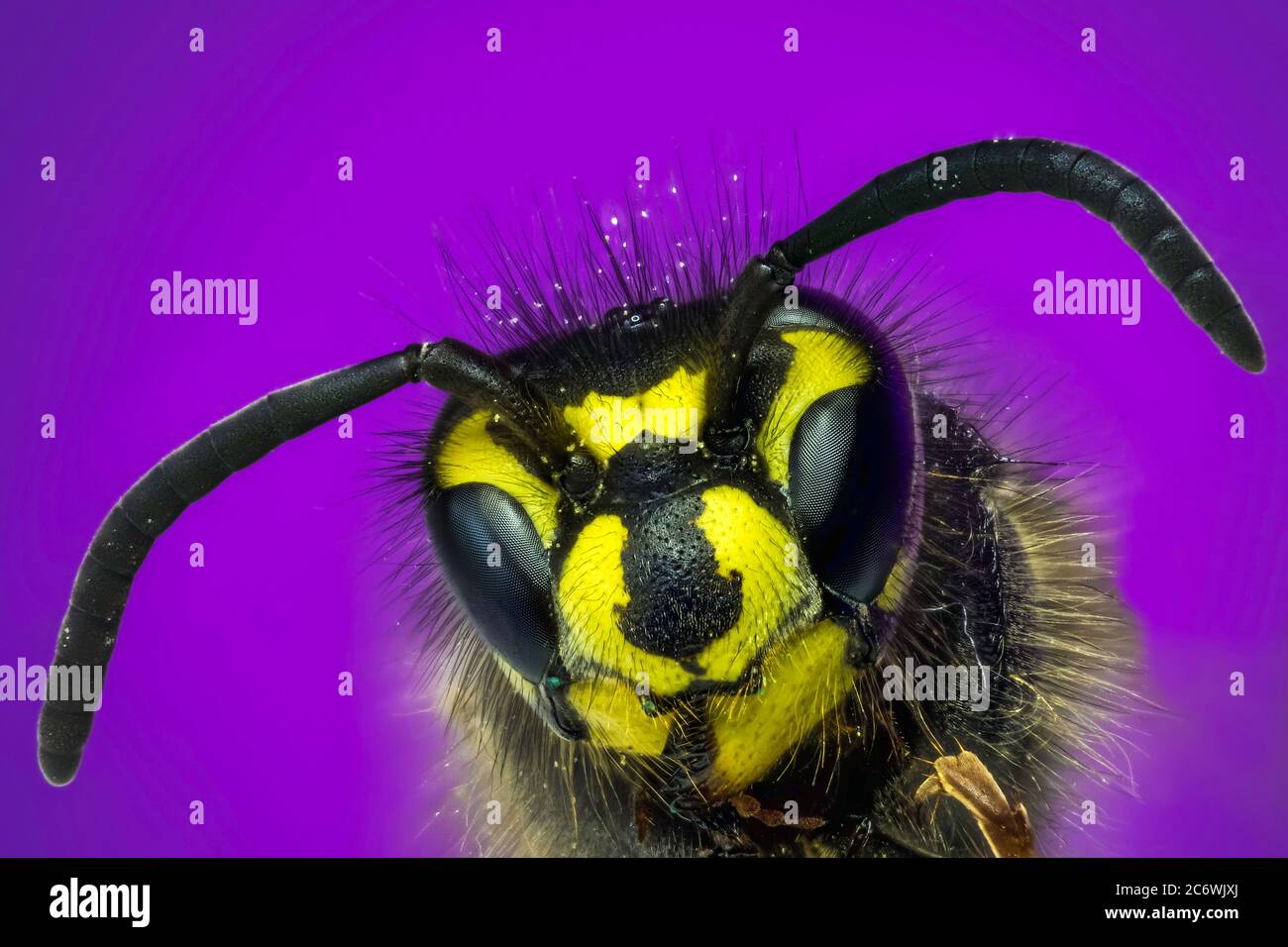 Colorful detailed macro of a flower wasp. Close up macro image. Stock Photo