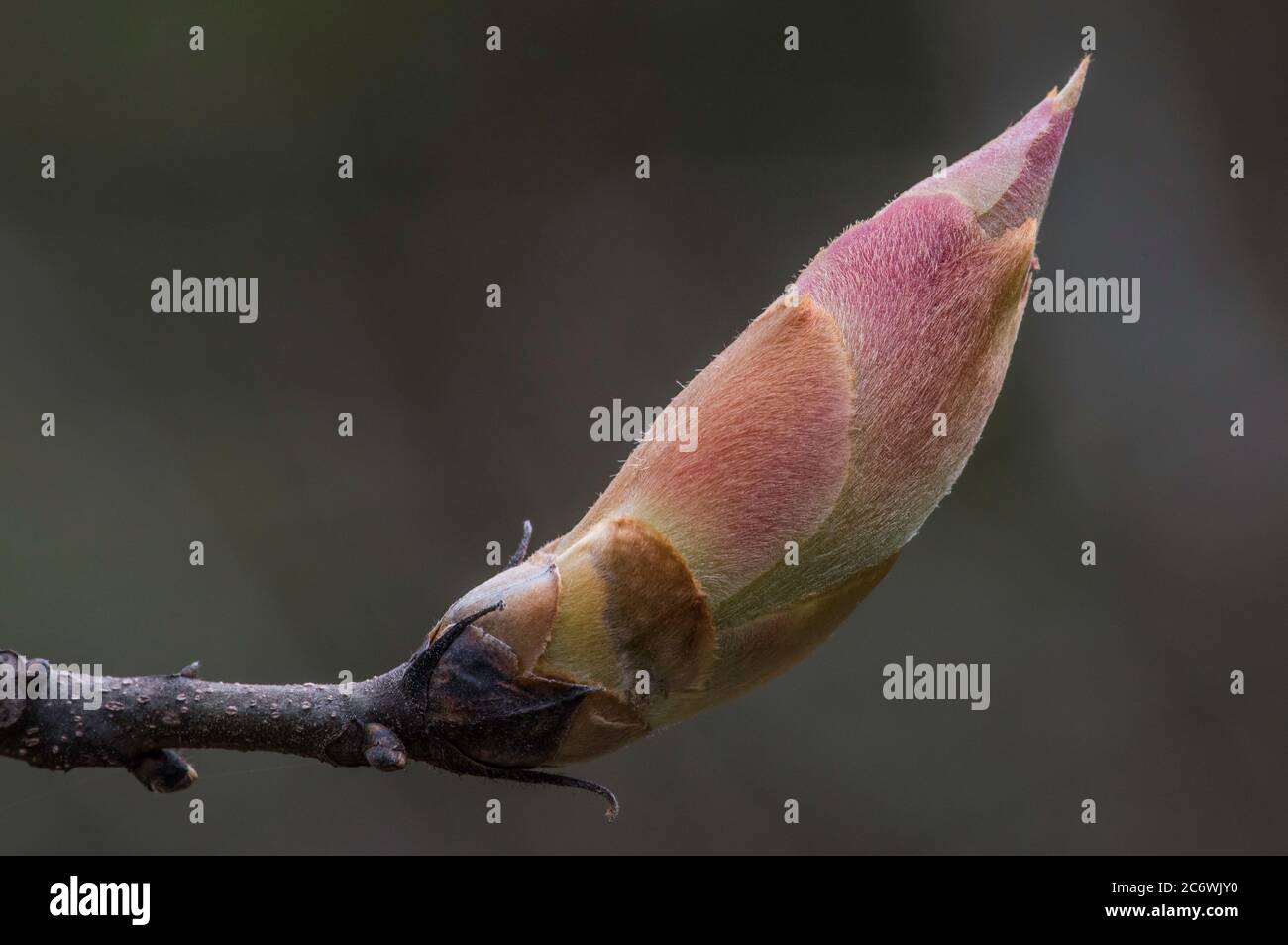 Shagbark Hickory (Carya ovata), Spring, E USA, by Bruce Montagne/Dembinsky Photo Assoc Stock Photo