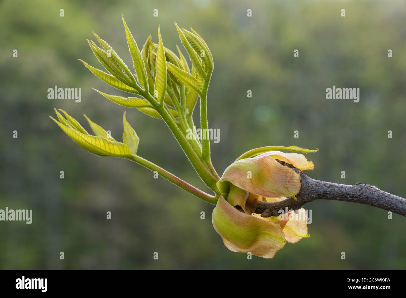 Shagbark Hickory (Carya ovata), Spring, E USA, by Bruce Montagne/Dembinsky Photo Assoc Stock Photo