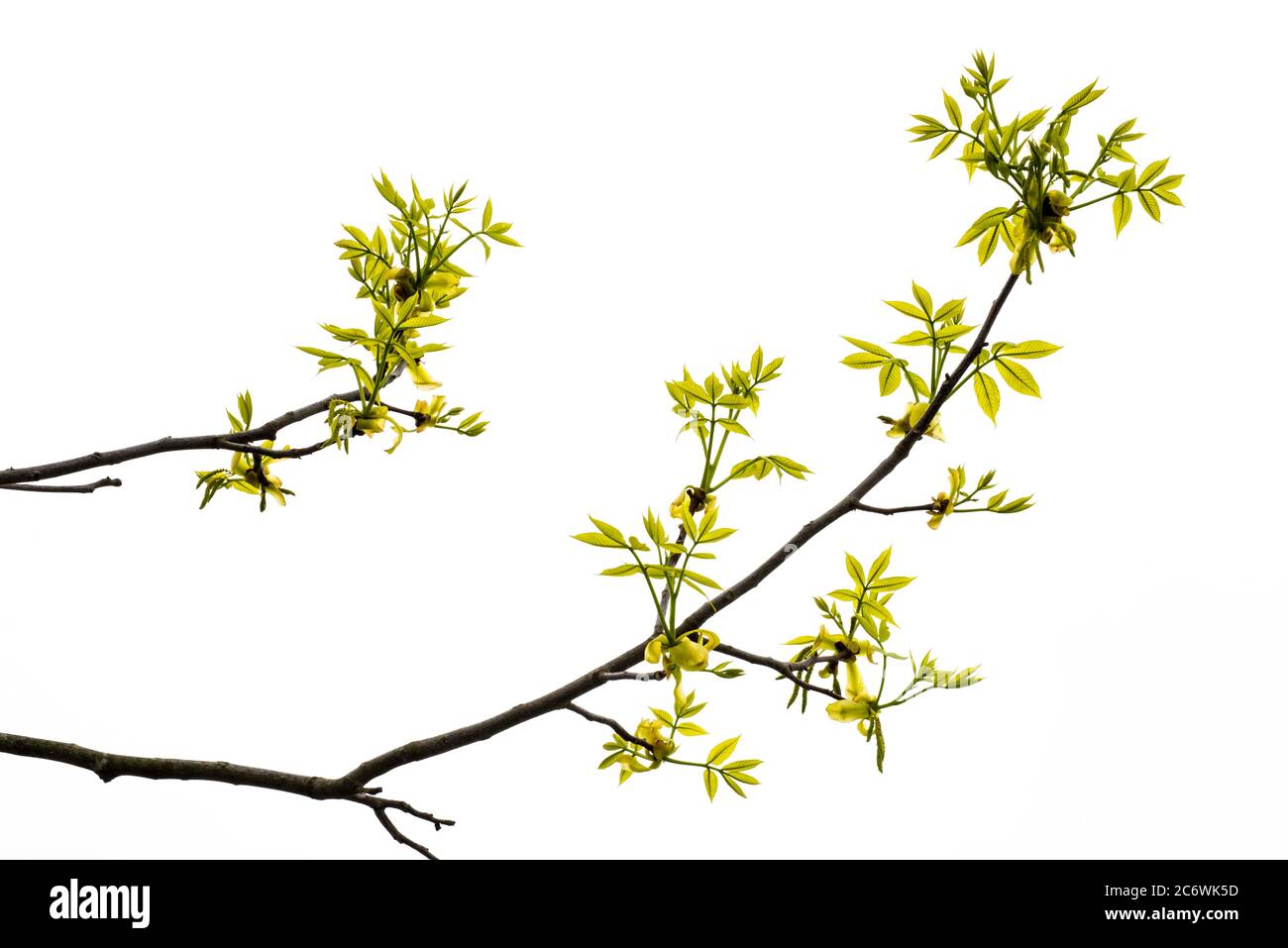 Shagbark Hickory (Carya ovata), Spring, E USA, by Bruce Montagne/Dembinsky Photo Assoc Stock Photo
