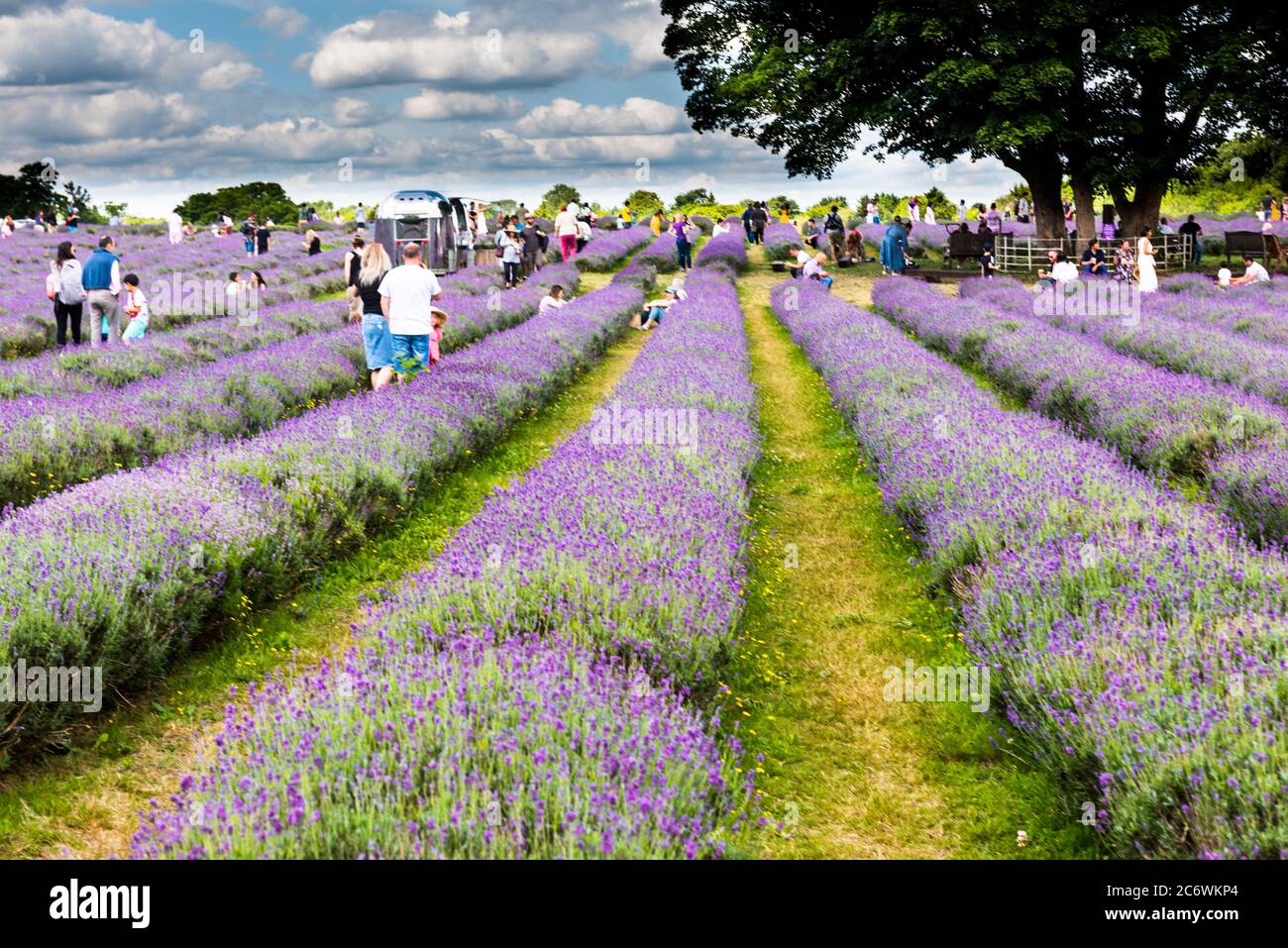 Visitors At Mayfield Lavender Farm At The Start Of Season Stock Photo visitors-at-mayfield-lavender-farm-at-the-start-of-season-stock-photo