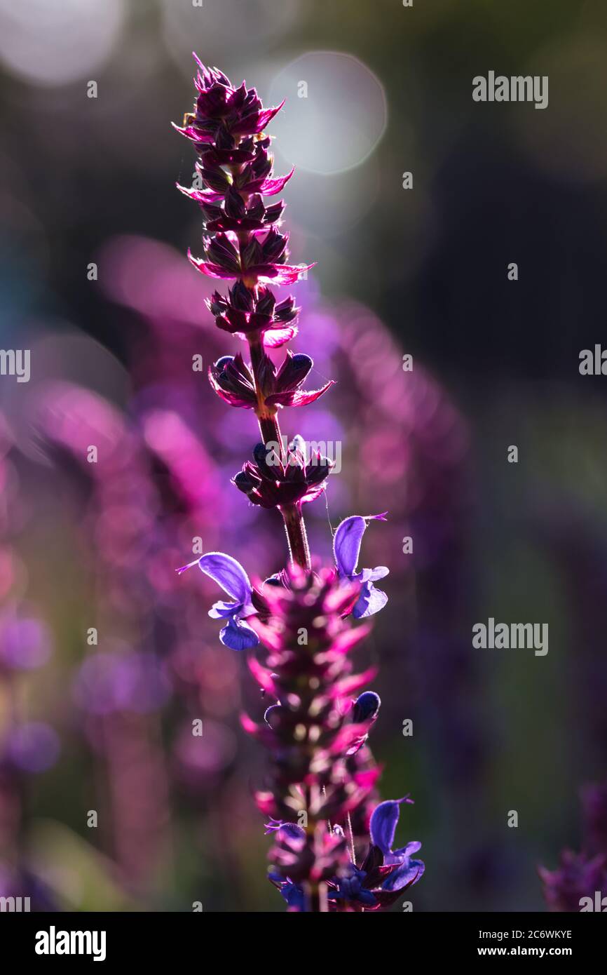 Salvia flowers, purple and violet woodland sage blooming in the summer garden, blurred floral background with selective focus and light and shadows co Stock Photo