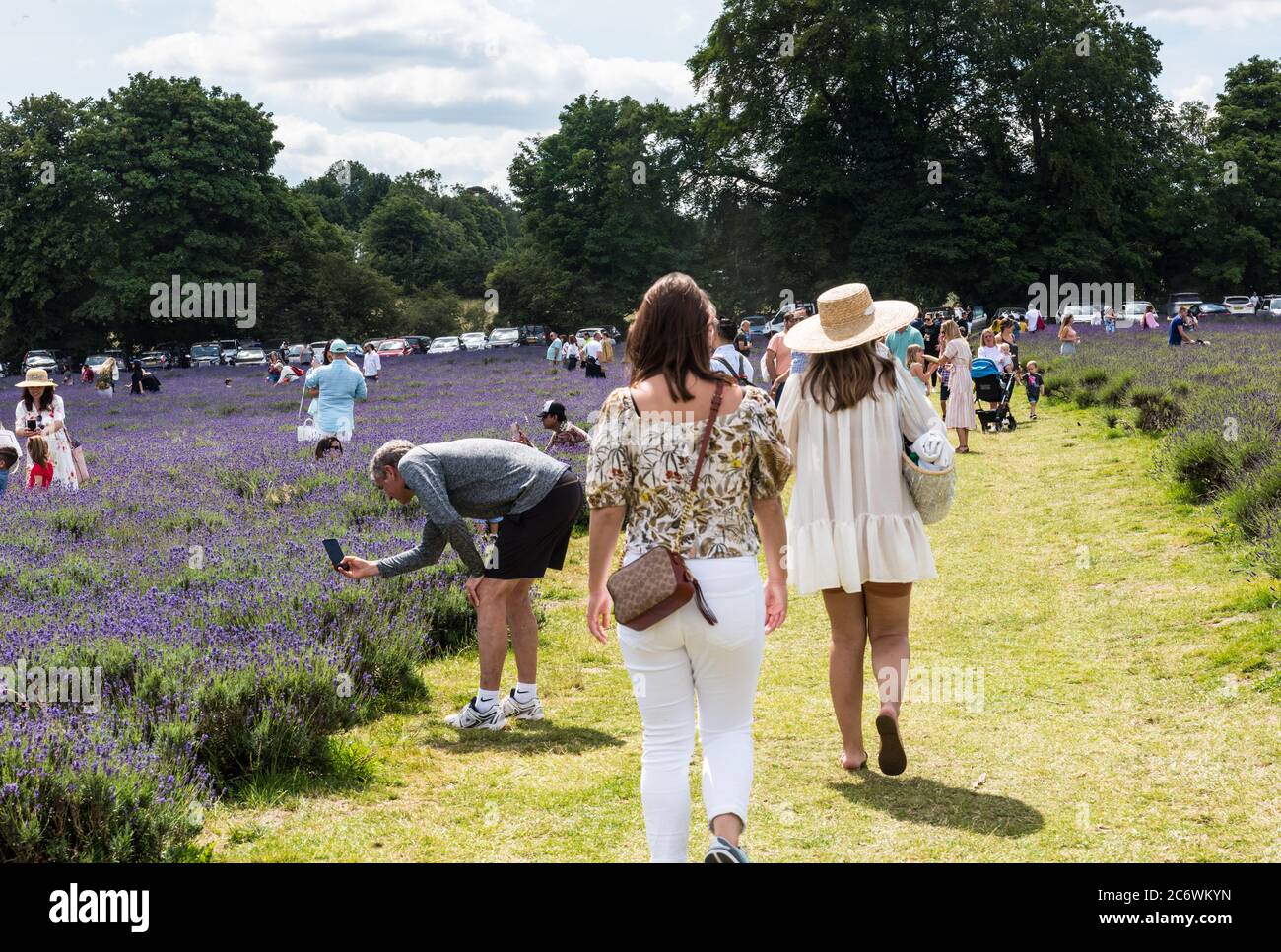 Visitors enjoy taking photographs of Lavender farm Stock Photo